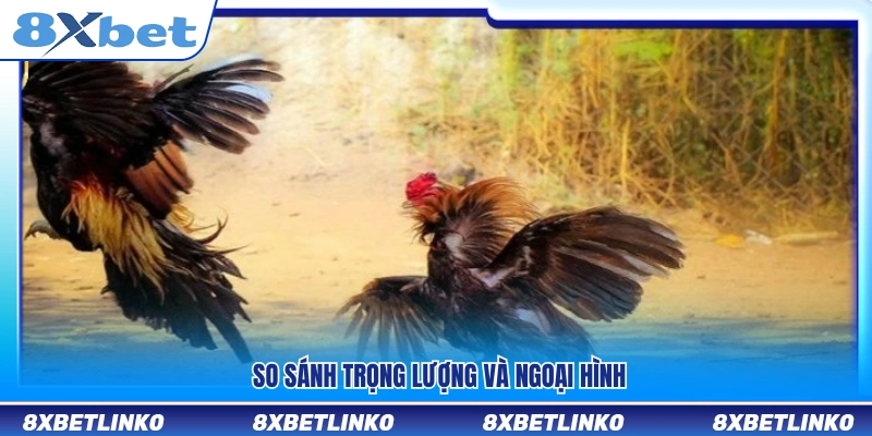 Phân tích sự chênh lệch về thể trạng và vóc dáng